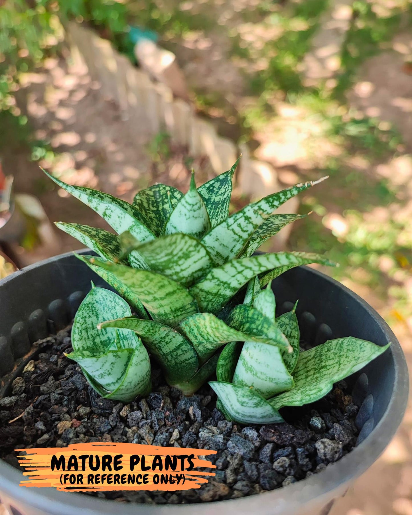 Sansevieria Mosar (Ha1) (12) | Imported hybrids