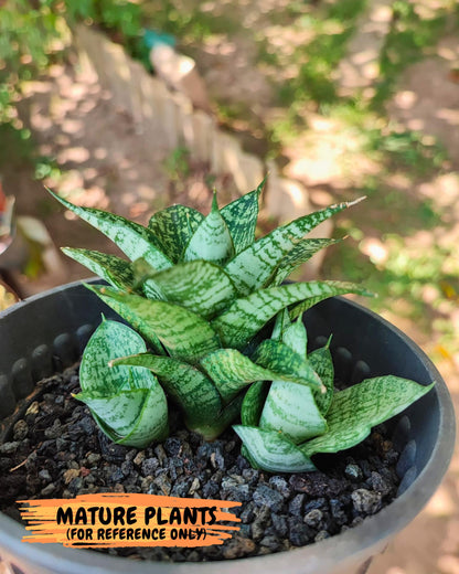 Sansevieria Mosar (Ha1) (12) | Imported hybrids