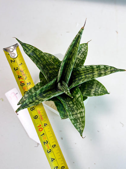 Sansevieria Mosar (Ha5) (17) | Rare Collection
