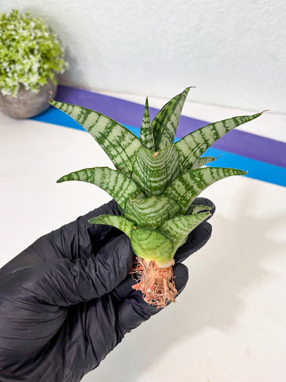 Sansevieria Mosar (Ha5) (17) | Rare Collection