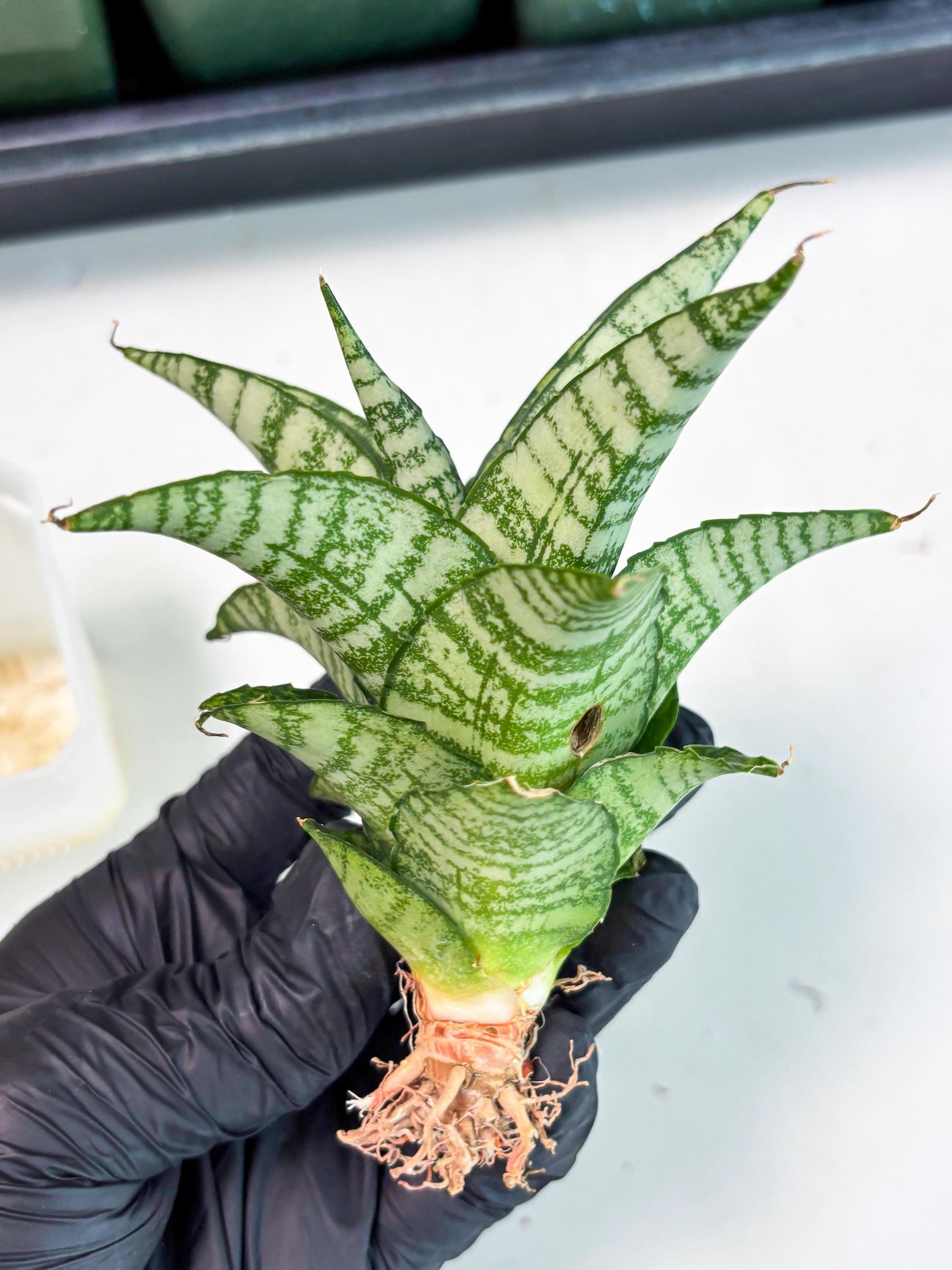 Sansevieria Mosar (Ha5) (17) | Rare Collection