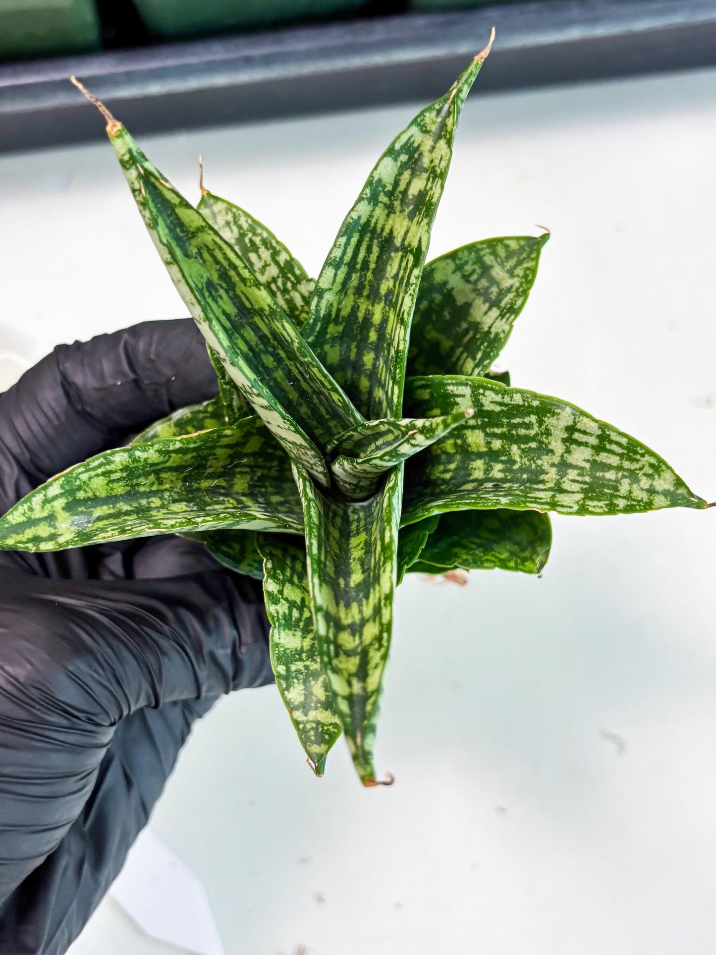 Sansevieria Mosar (Ha5) (17) | Rare Collection
