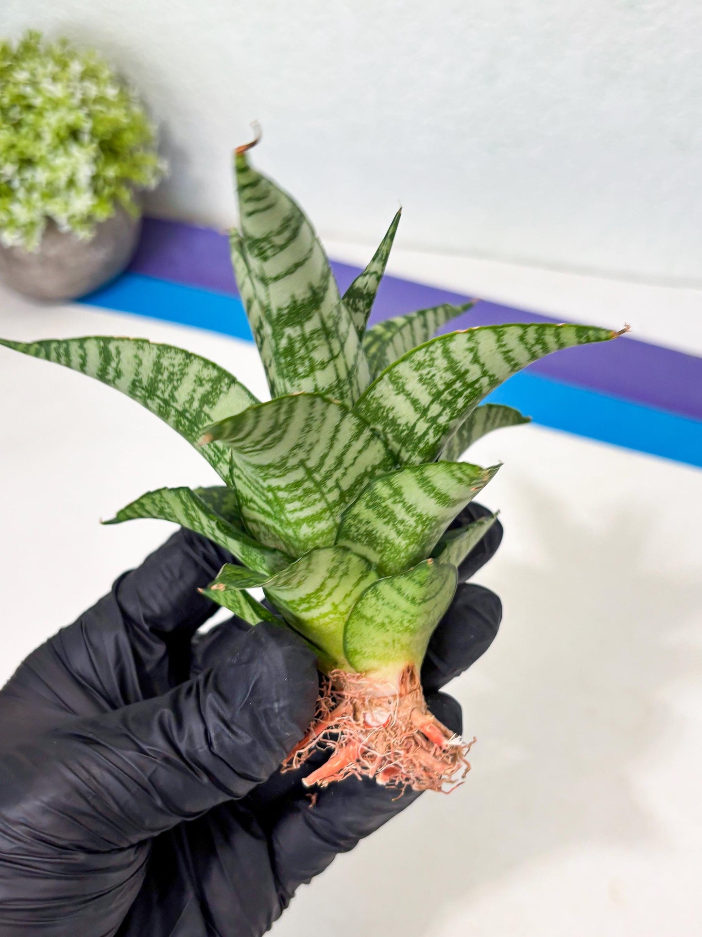 Sansevieria Mosar (Ha5) (17) | Rare Collection