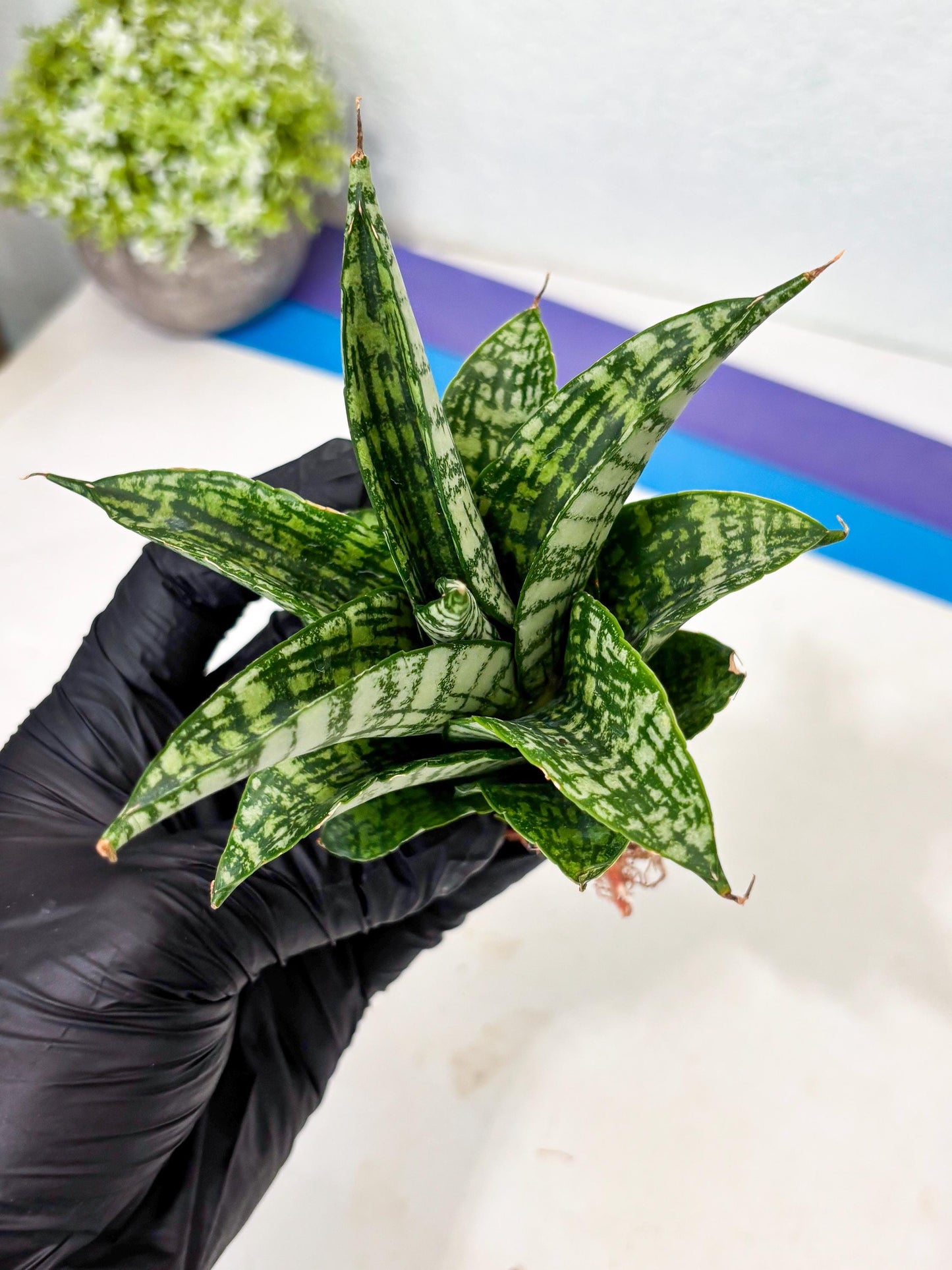 Sansevieria Mosar (Ha5) (17) | Rare Collection
