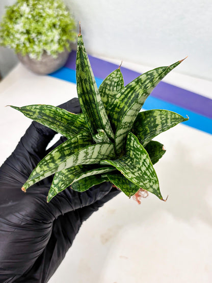 Sansevieria Mosar (Ha5) (17) | Rare Collection