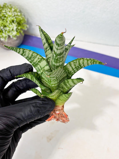 Sansevieria Mosar (Ha5) (17) | Rare Collection