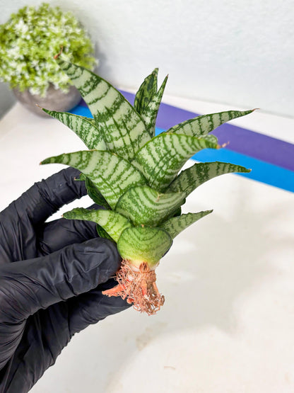 Sansevieria Mosar (Ha5) (17) | Rare Collection