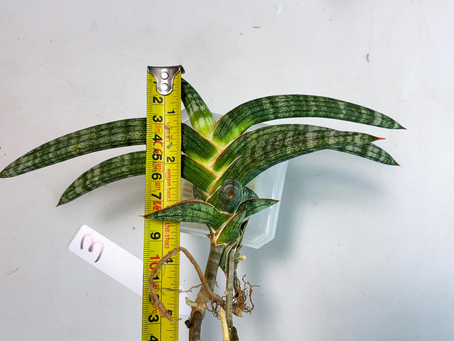 Sansevieria Suffruticosa (ba6) (3) | Rare Collection