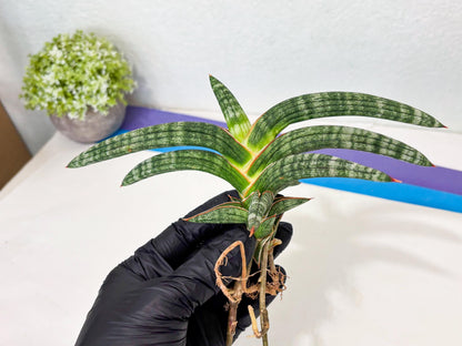 Sansevieria Suffruticosa (ba6) (3) | Rare Collection