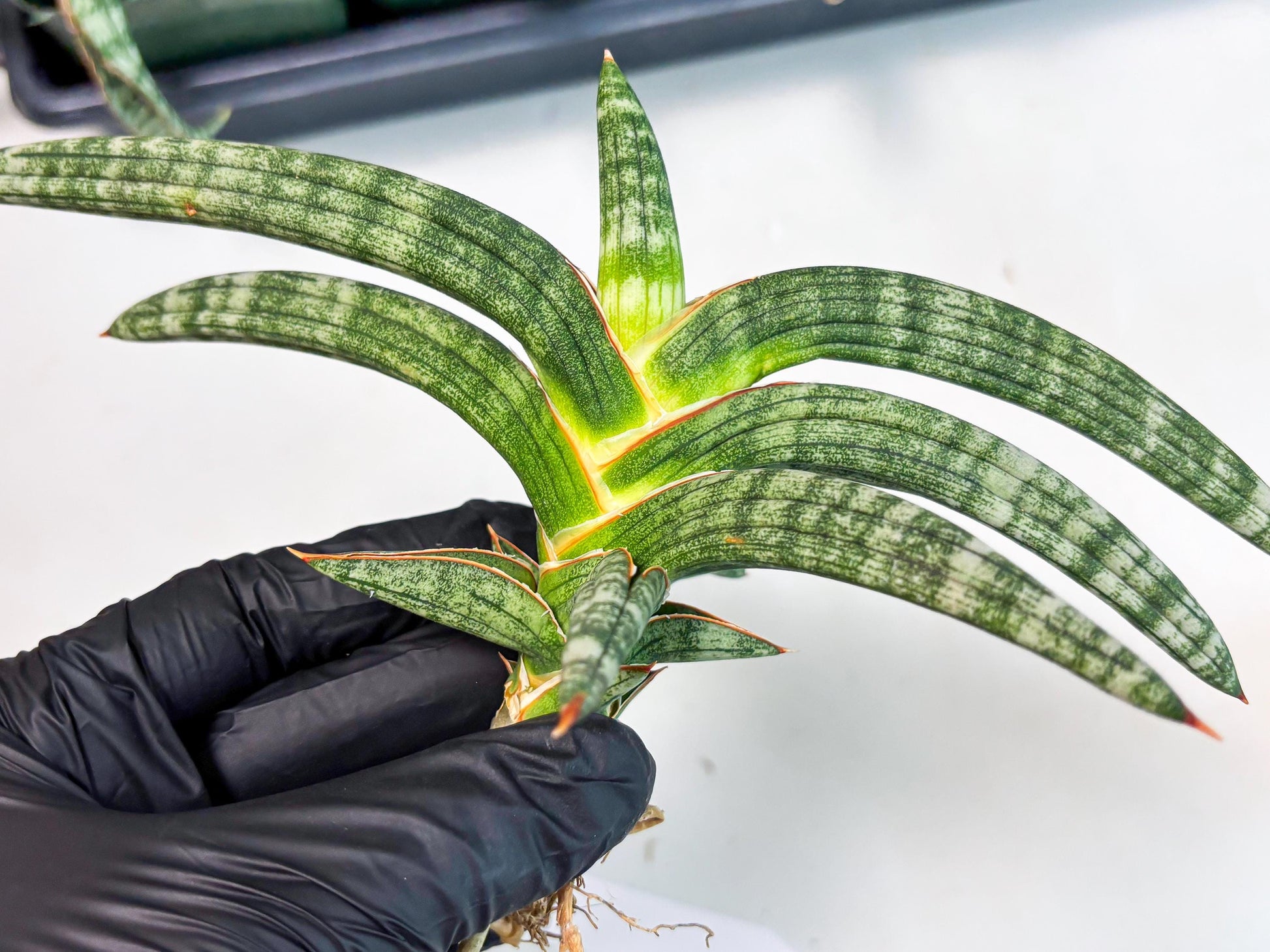 Sansevieria Suffruticosa (ba6) (3) | Rare Collection