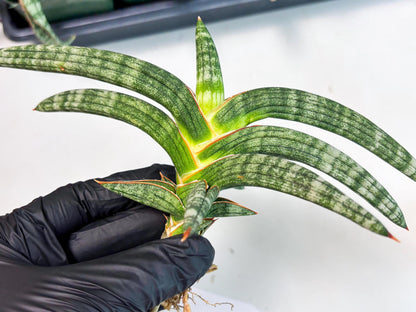 Sansevieria Suffruticosa (ba6) (3) | Rare Collection