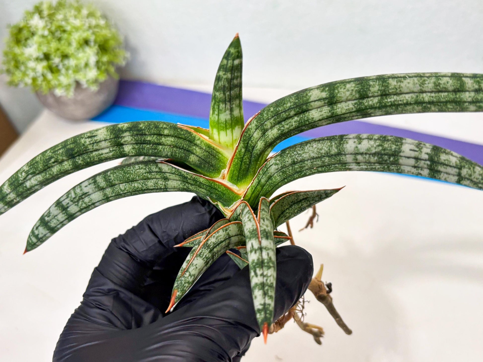 Sansevieria Suffruticosa (ba6) (3) | Rare Collection
