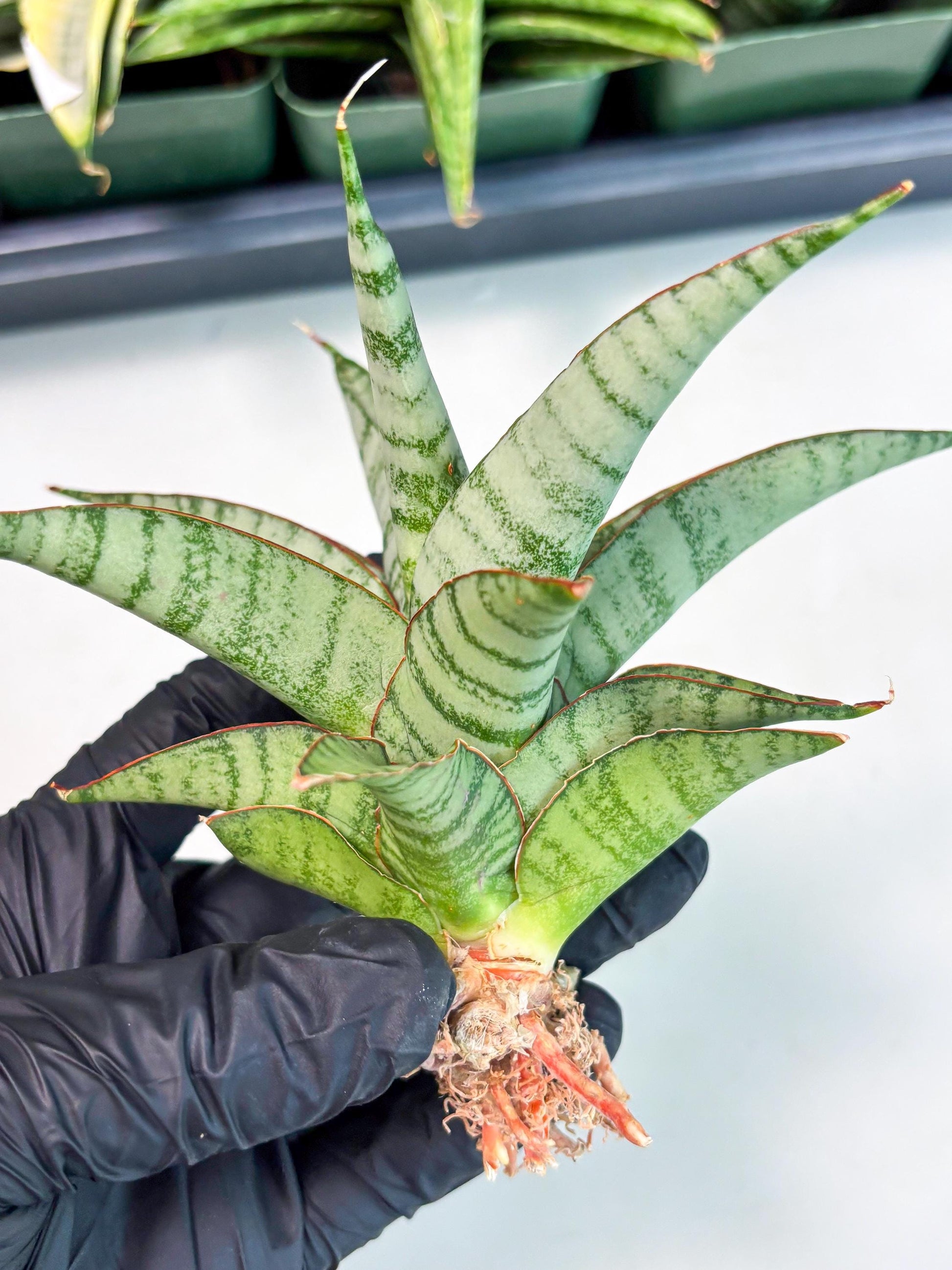 Sansevieria Anita (ba6) (4) | Rare Collection