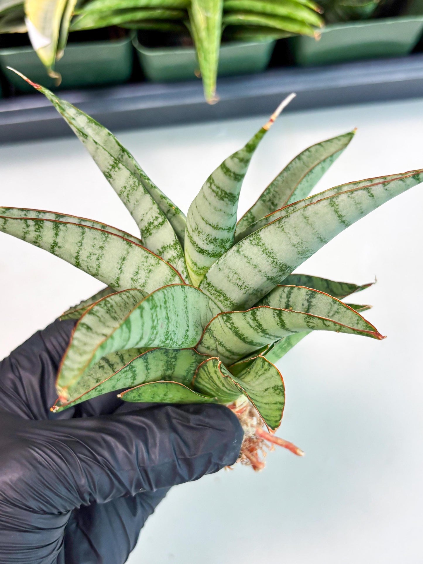 Sansevieria Anita (ba6) (4) | Rare Collection