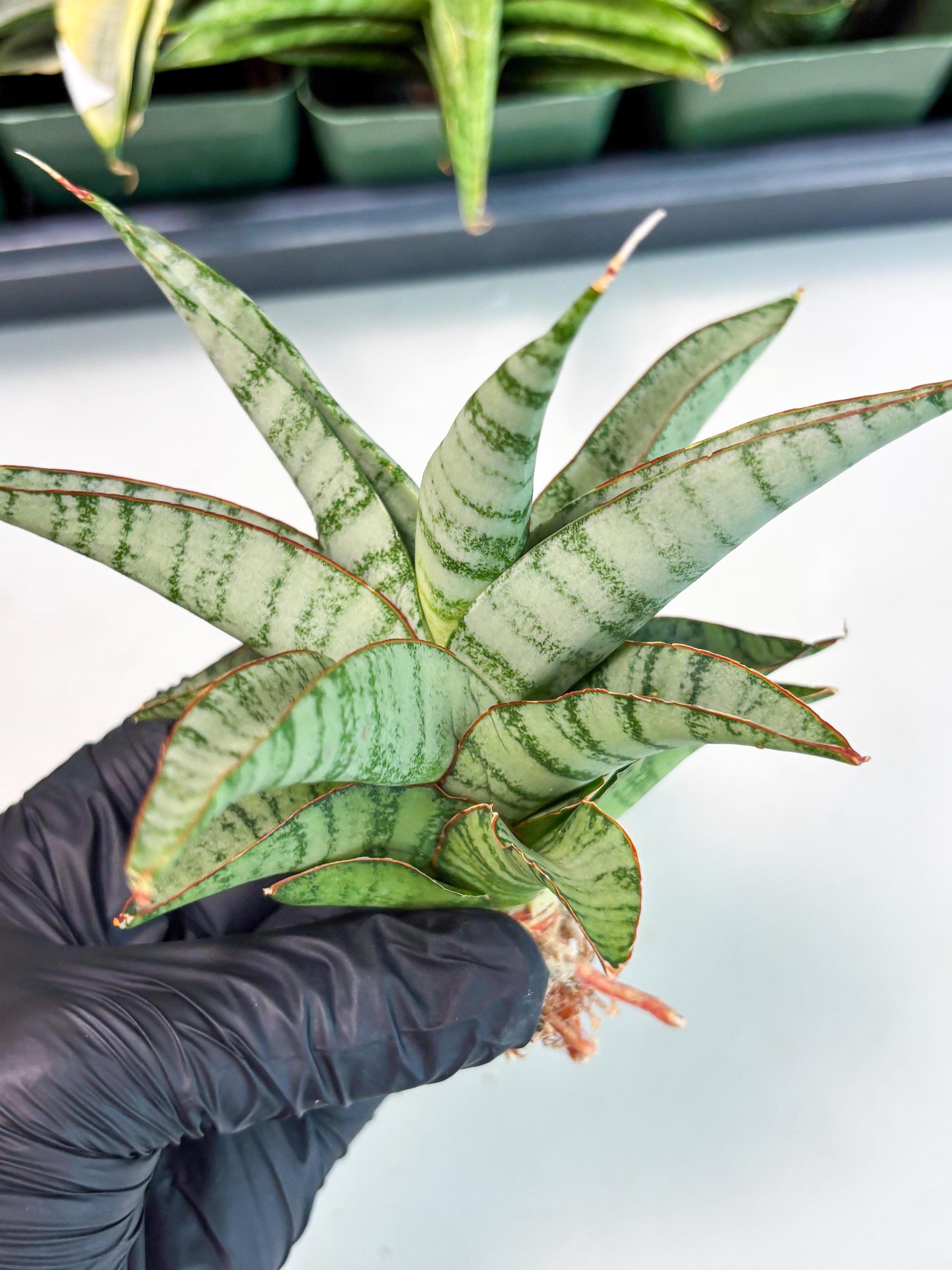 Sansevieria Anita (ba6) (4) | Rare Collection
