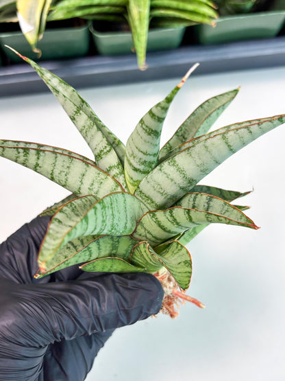 Sansevieria Anita (ba6) (4) | Rare Collection