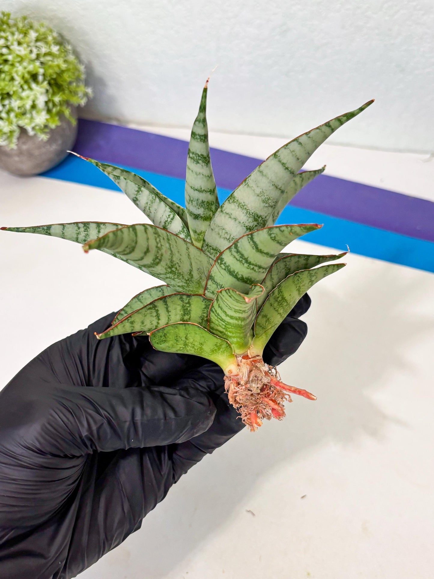 Sansevieria Anita (ba6) (4) | Rare Collection
