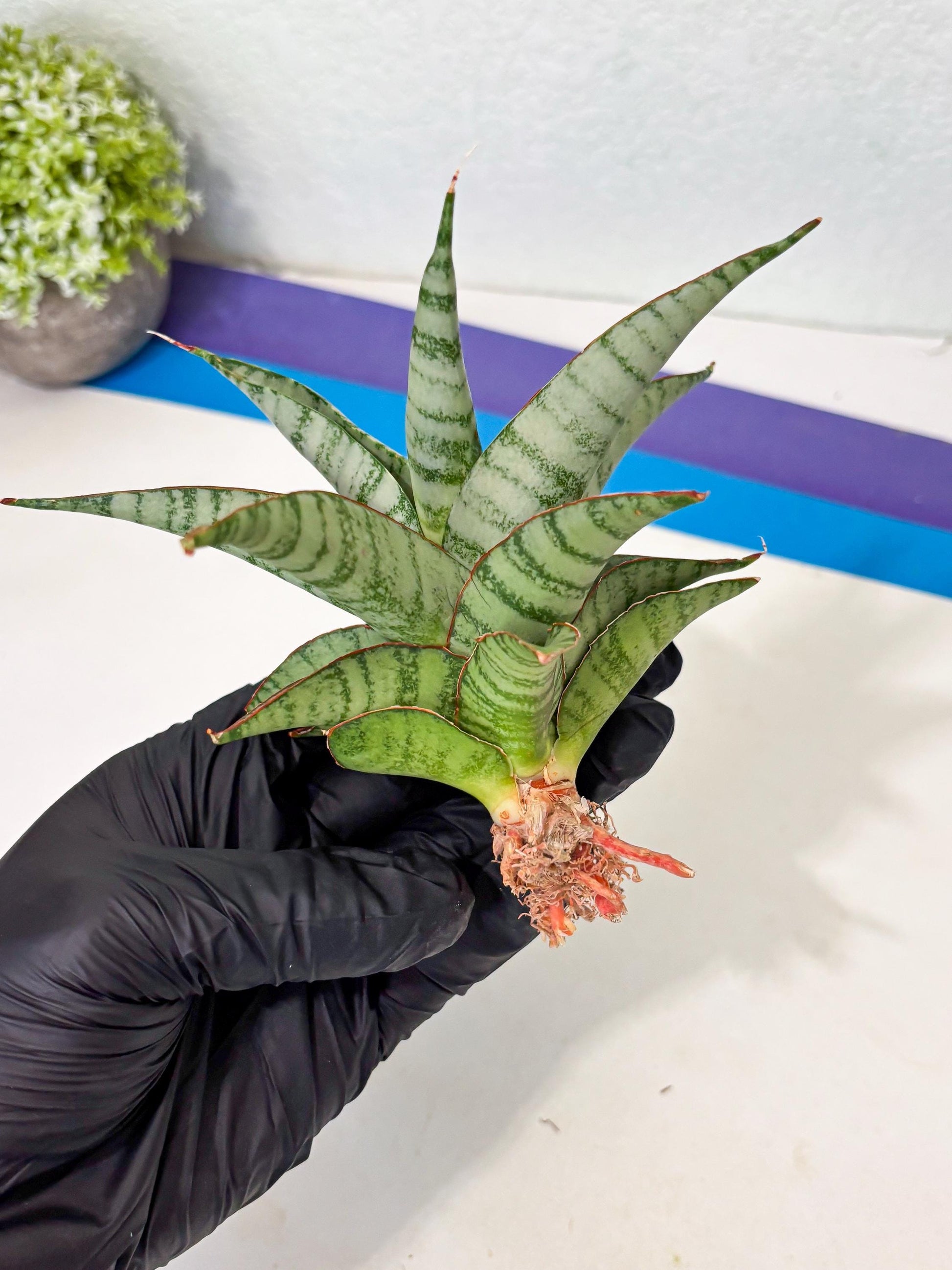 Sansevieria Anita (ba6) (4) | Rare Collection