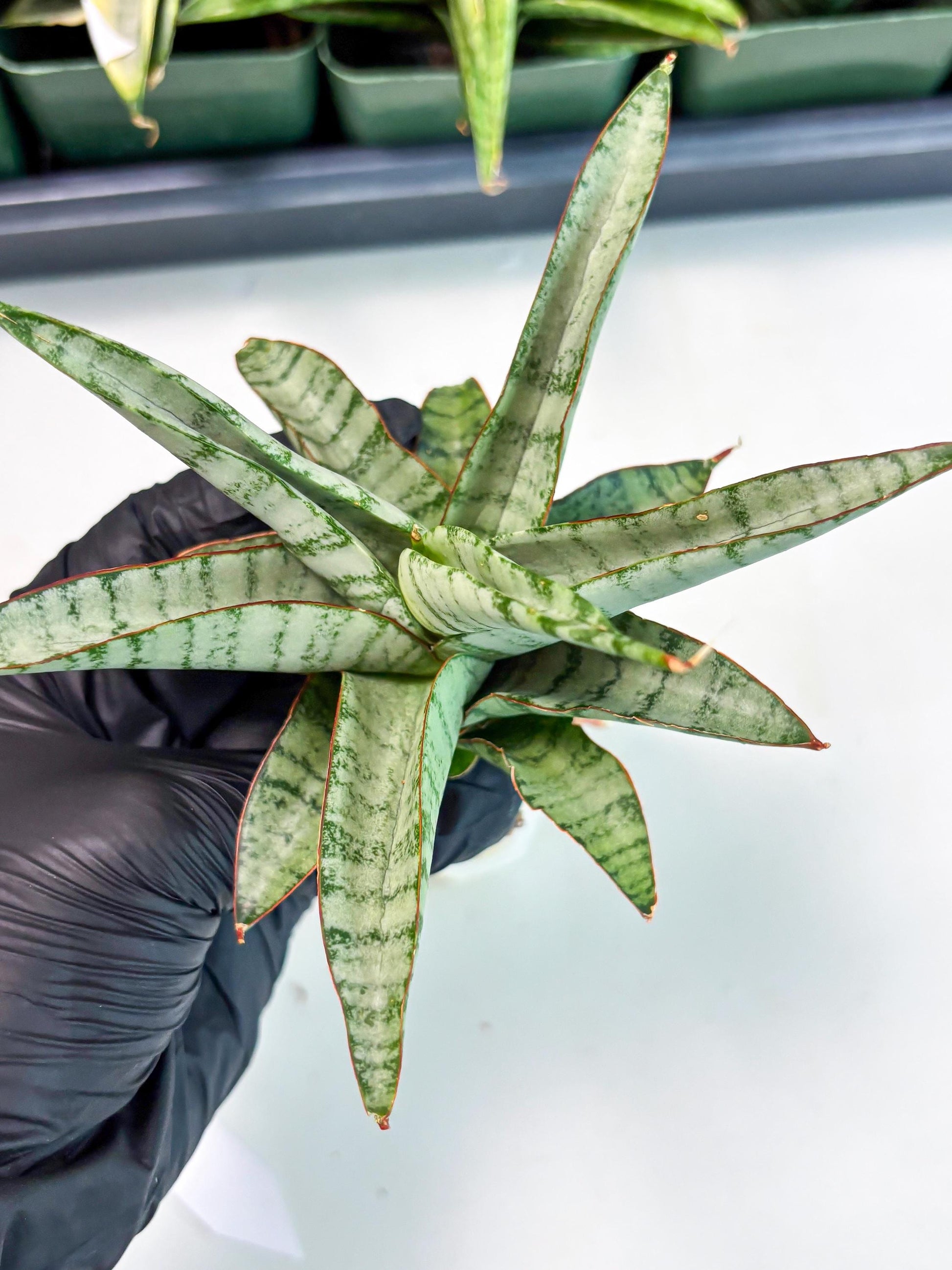 Sansevieria Anita (ba6) (4) | Rare Collection