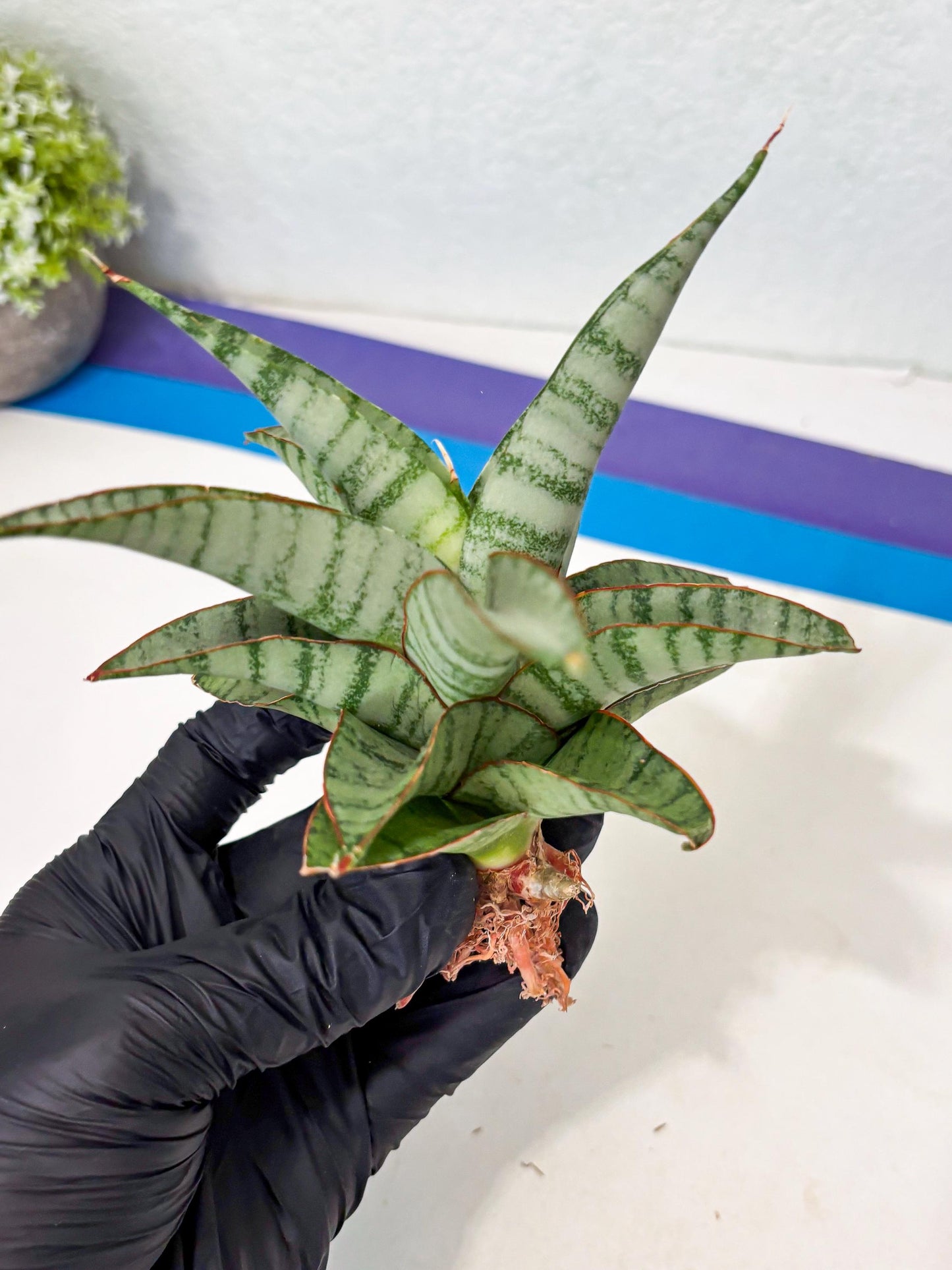 Sansevieria Anita (ba6) (4) | Rare Collection
