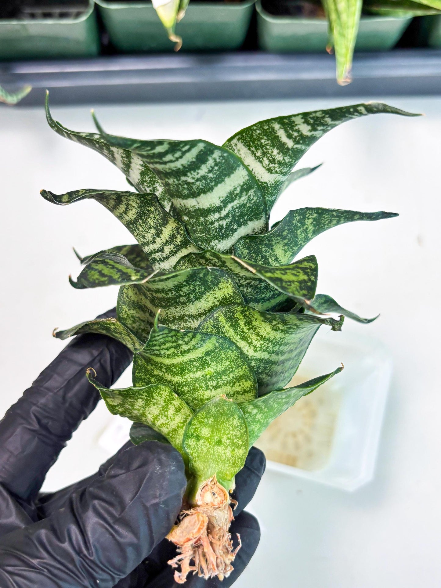 Sansevieria Marga x Caroline (ba6) (5) | Rare Collection