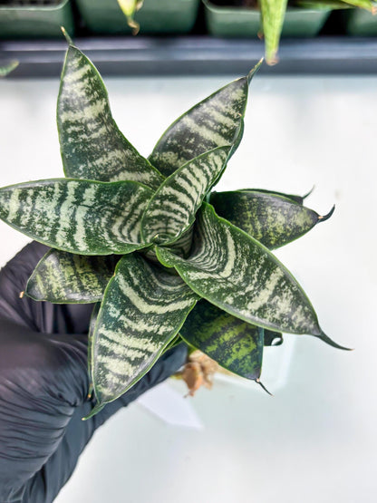 Sansevieria Marga x Caroline (ba6) (5) | Rare Collection