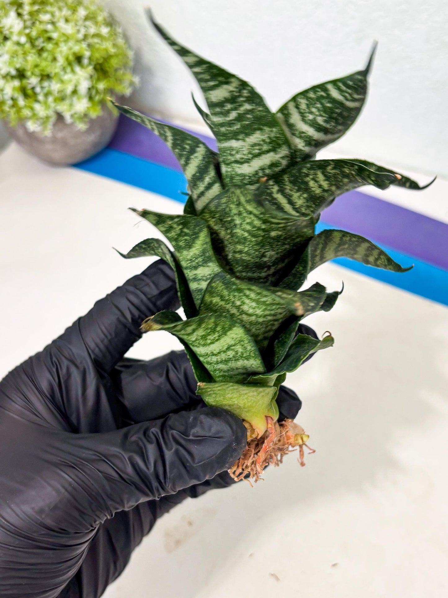 Sansevieria Marga x Caroline (ba6) (5) | Rare Collection