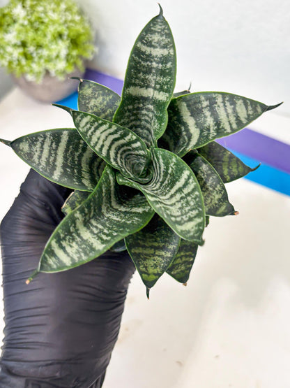 Sansevieria Marga x Caroline (ba6) (5) | Rare Collection