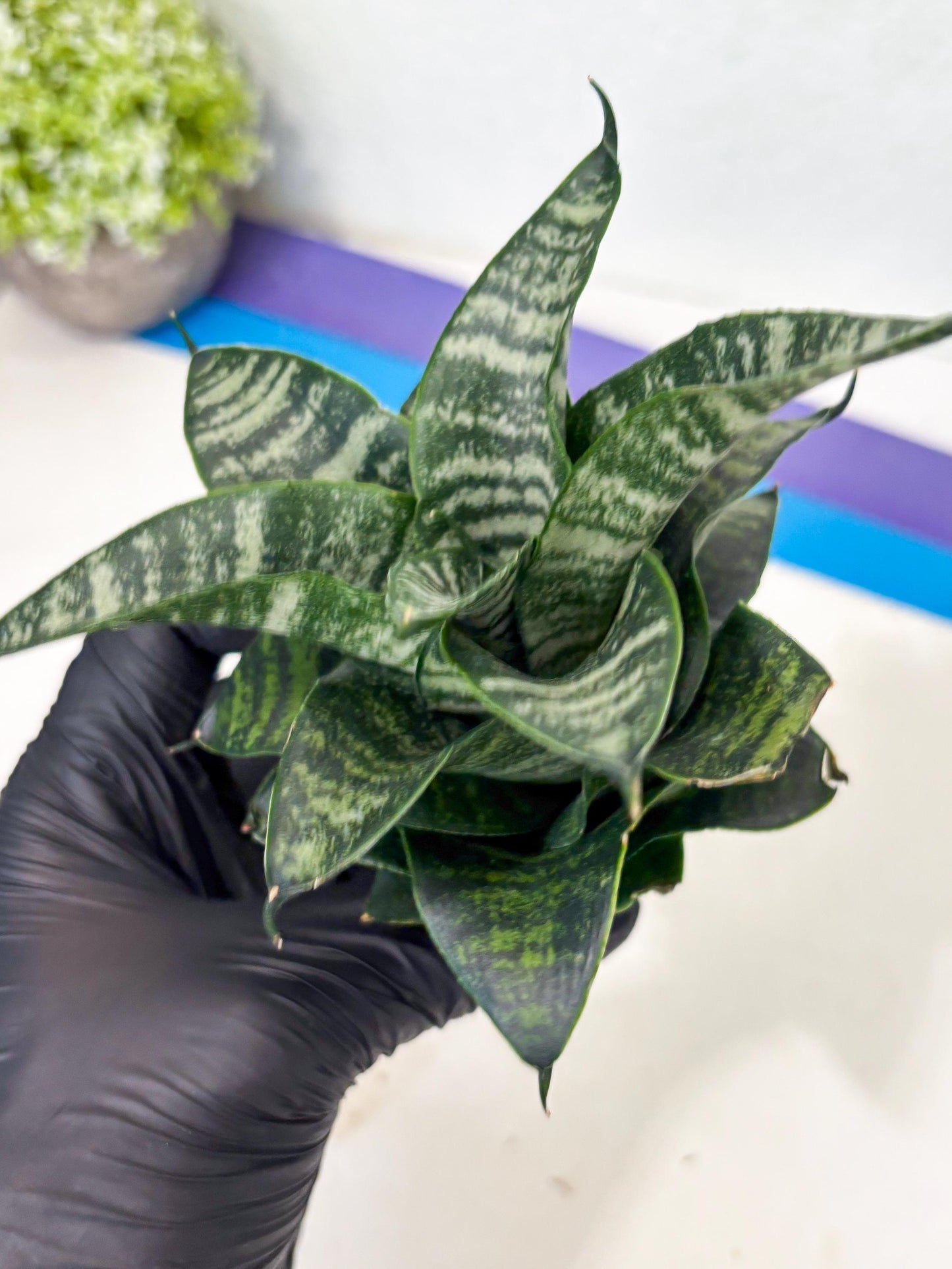 Sansevieria Marga x Caroline (ba6) (5) | Rare Collection
