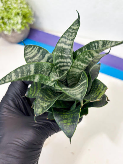 Sansevieria Marga x Caroline (ba6) (5) | Rare Collection