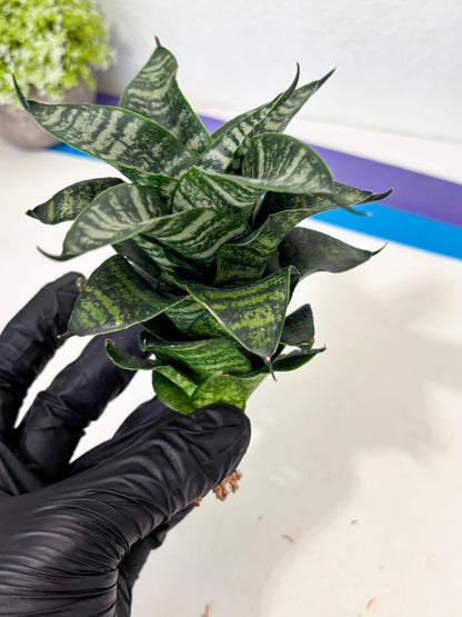 Sansevieria Marga x Caroline (ba6) (5) | Rare Collection
