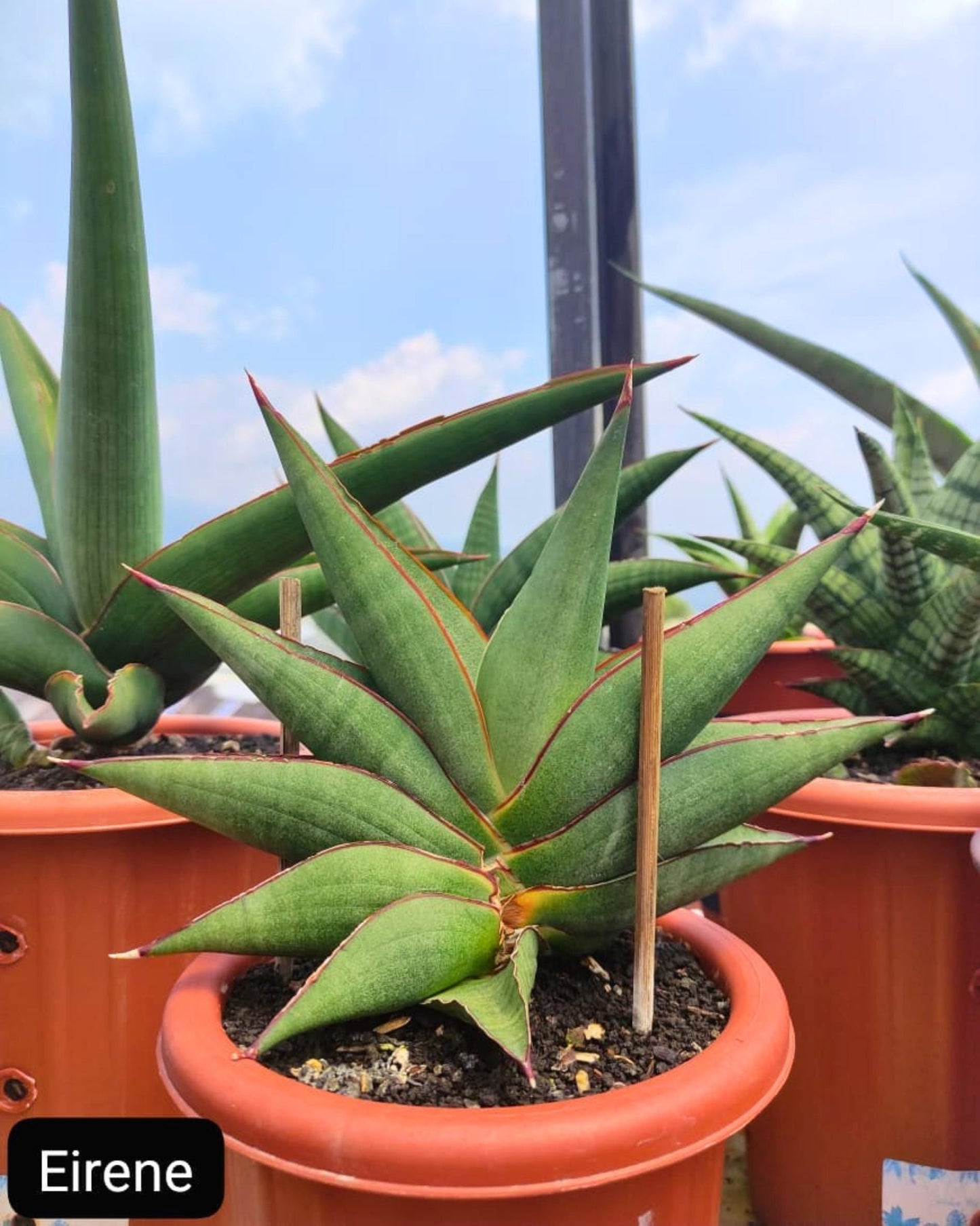 Sansevieria Rirene (ba6) (7) | Rare Collection