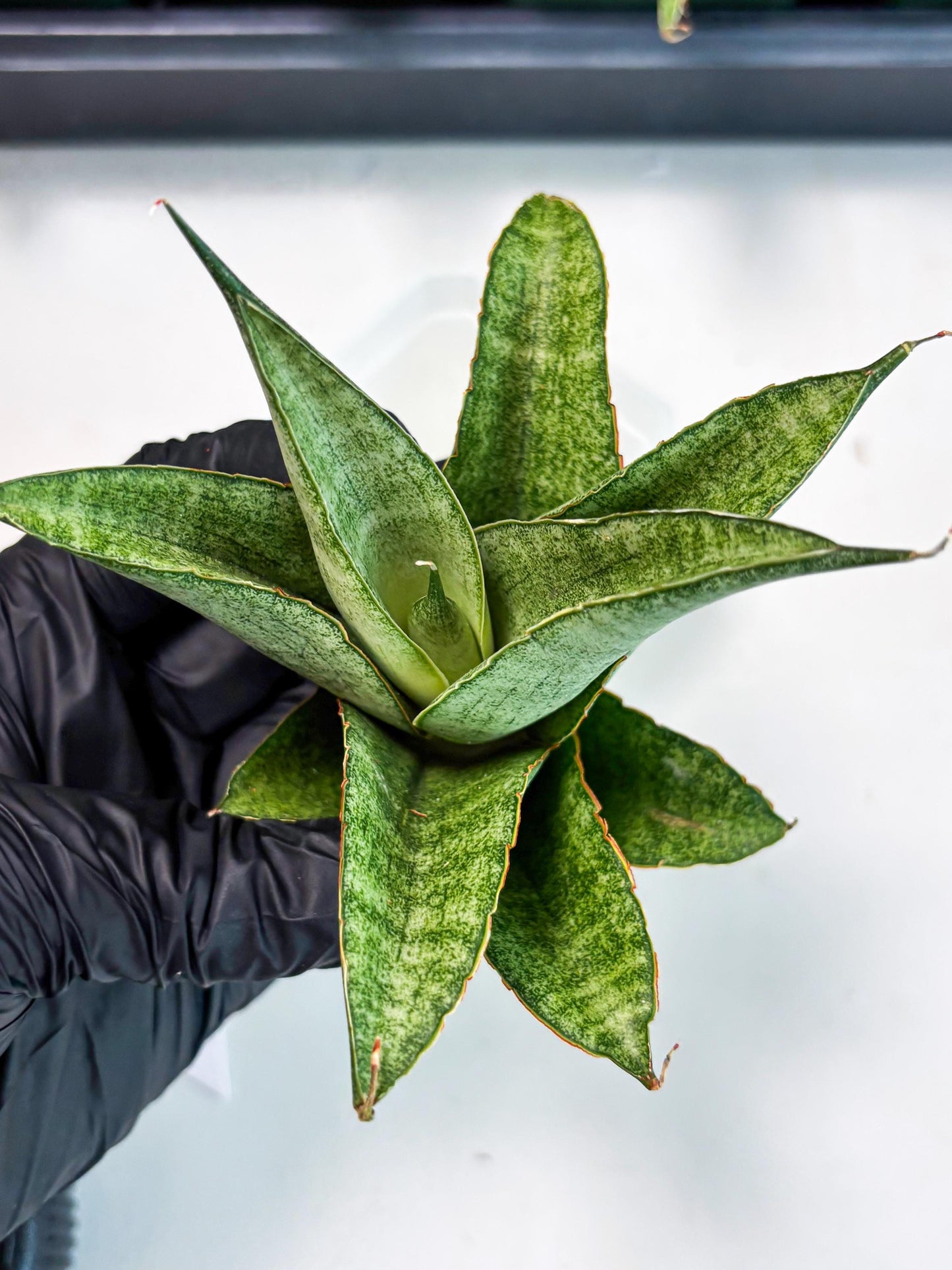 Sansevieria Rirene (ba6) (7) | Rare Collection