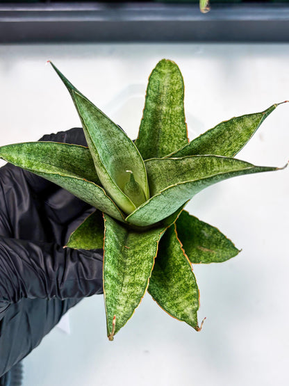 Sansevieria Rirene (ba6) (7) | Rare Collection