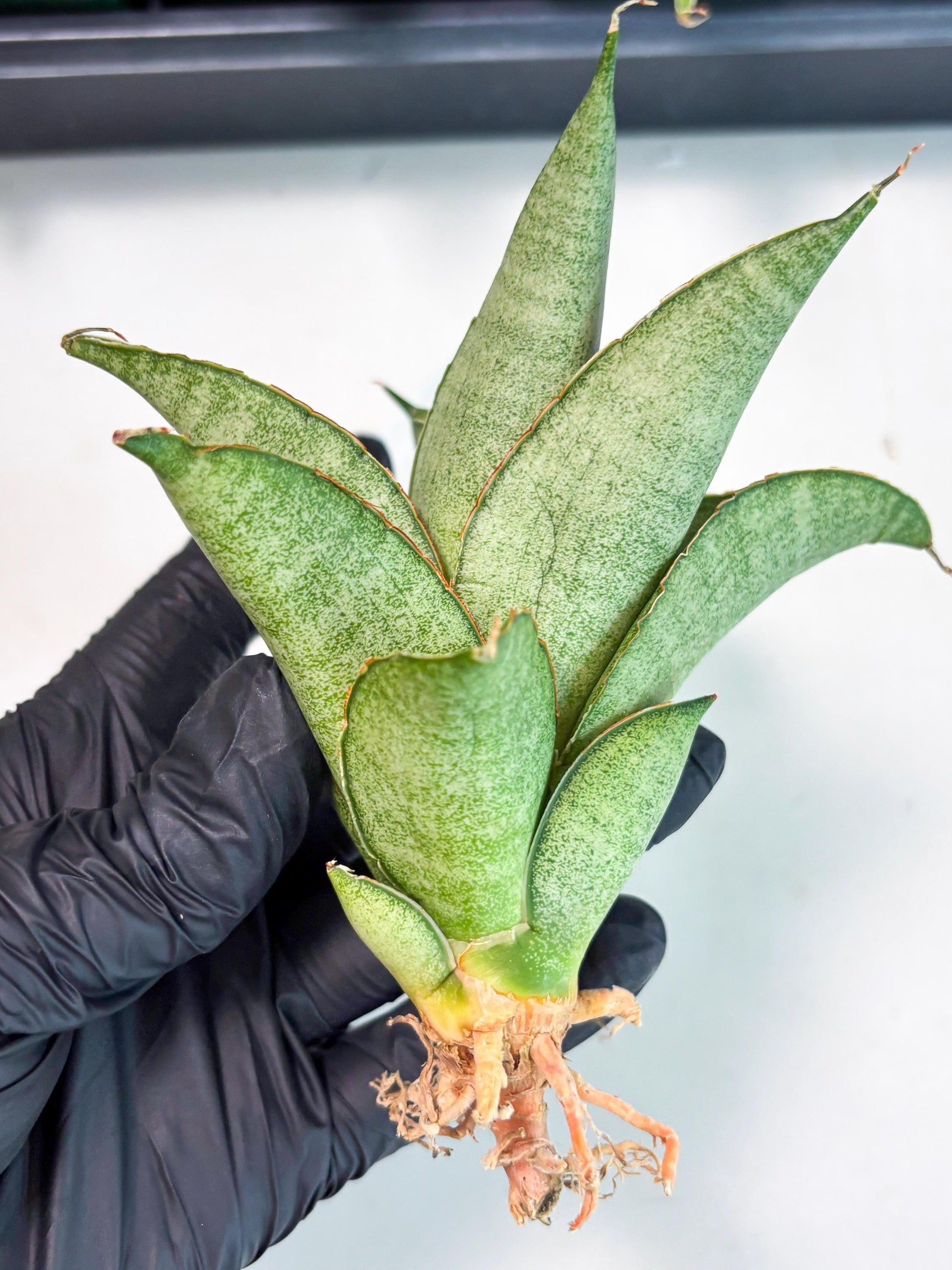 Sansevieria Rirene (ba6) (7) | Rare Collection