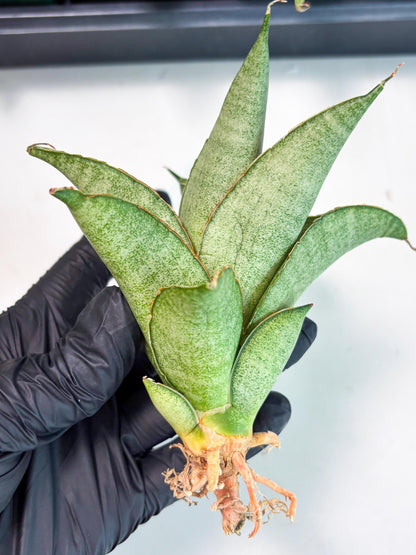 Sansevieria Rirene (ba6) (7) | Rare Collection
