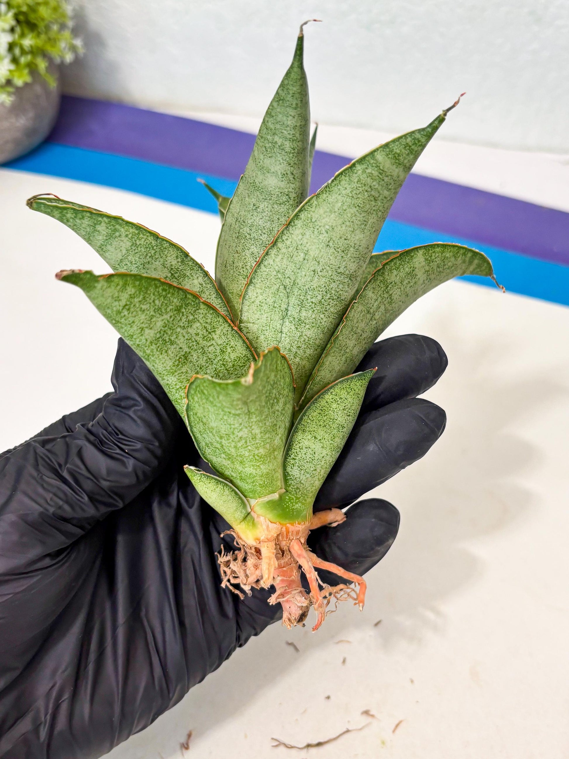 Sansevieria Rirene (ba6) (7) | Rare Collection
