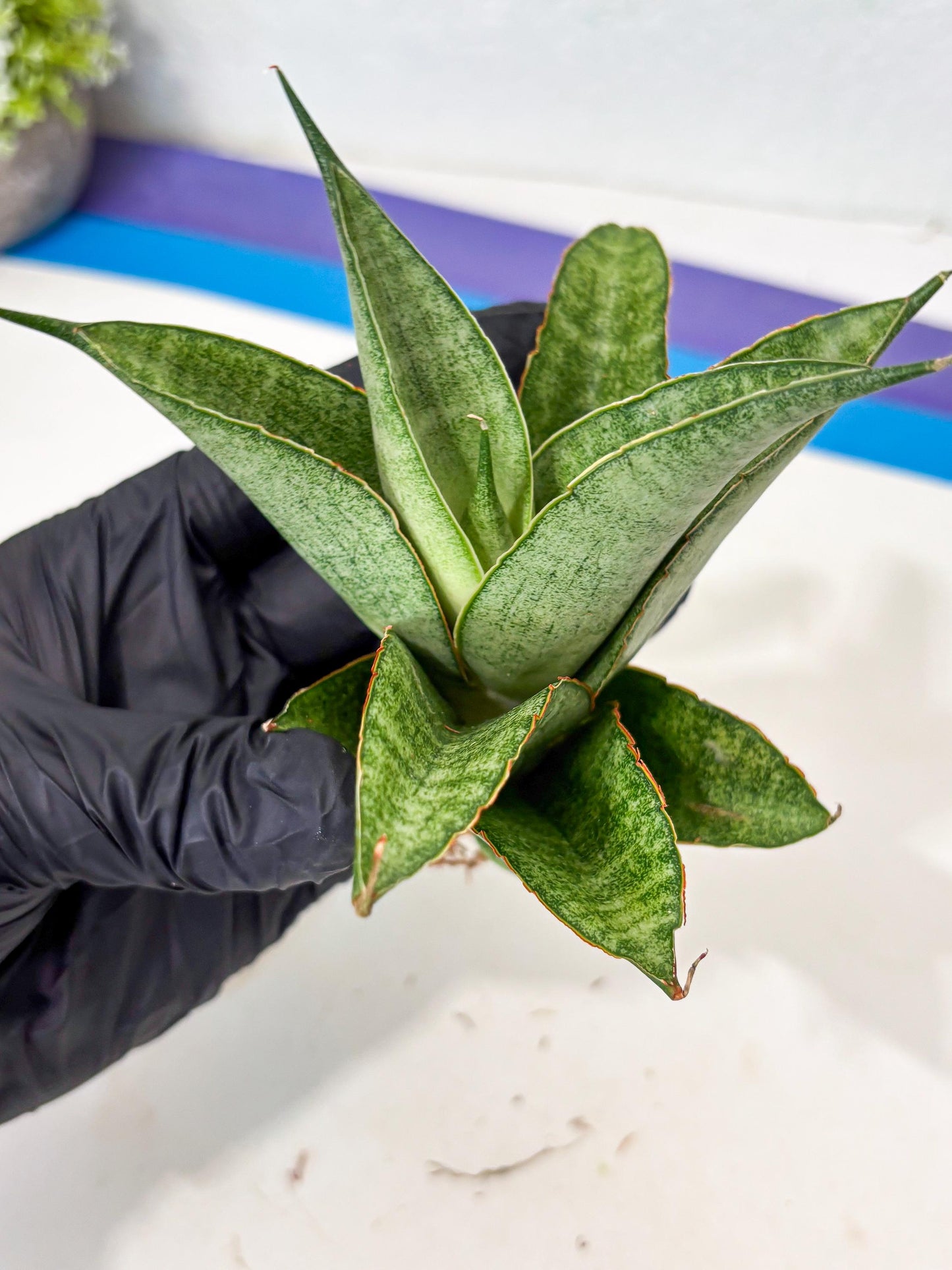 Sansevieria Rirene (ba6) (7) | Rare Collection