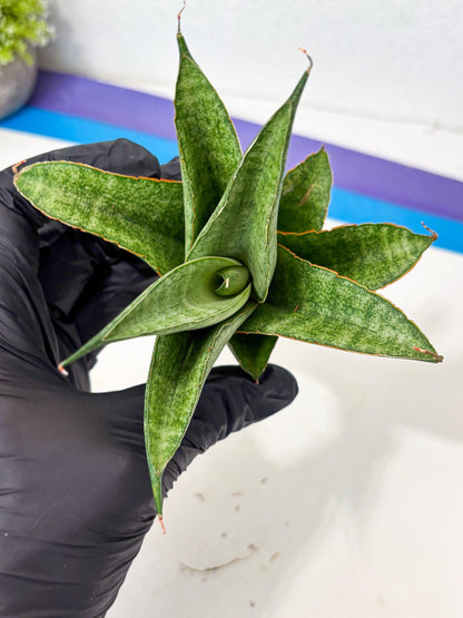 Sansevieria Rirene (ba6) (7) | Rare Collection