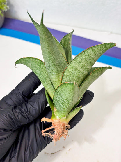 Sansevieria Rirene (ba6) (7) | Rare Collection