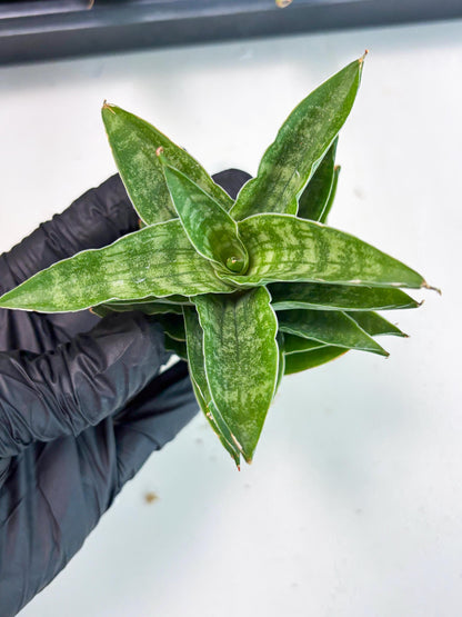 Sansevieria Alabasta (ba6) (11) | Rare Collection