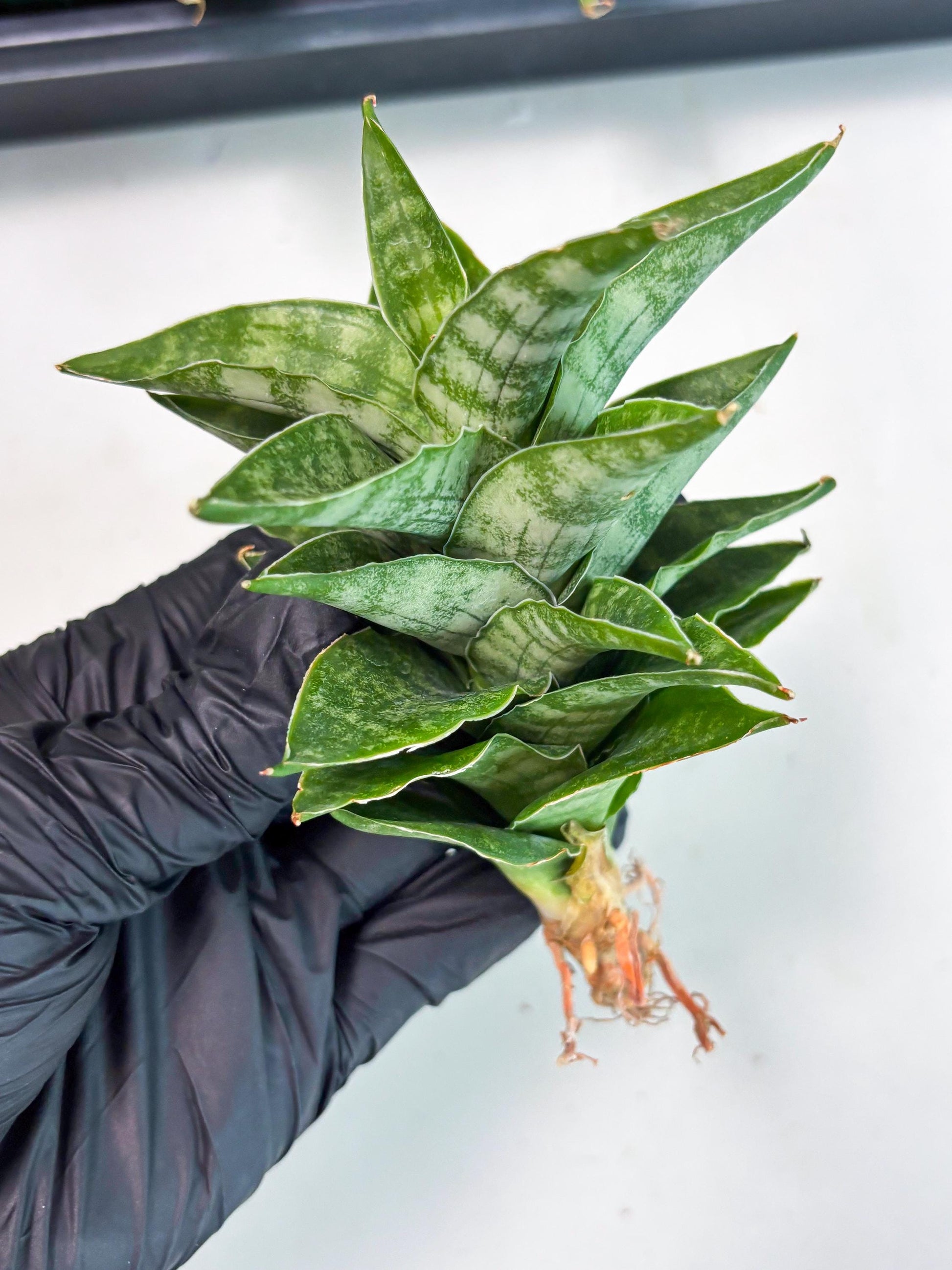 Sansevieria Alabasta (ba6) (11) | Rare Collection