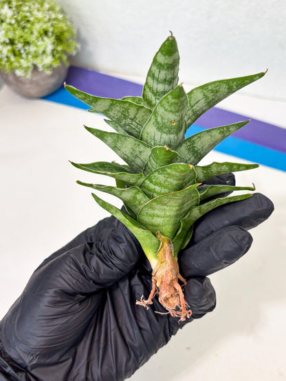 Sansevieria Alabasta (ba6) (11) | Rare Collection