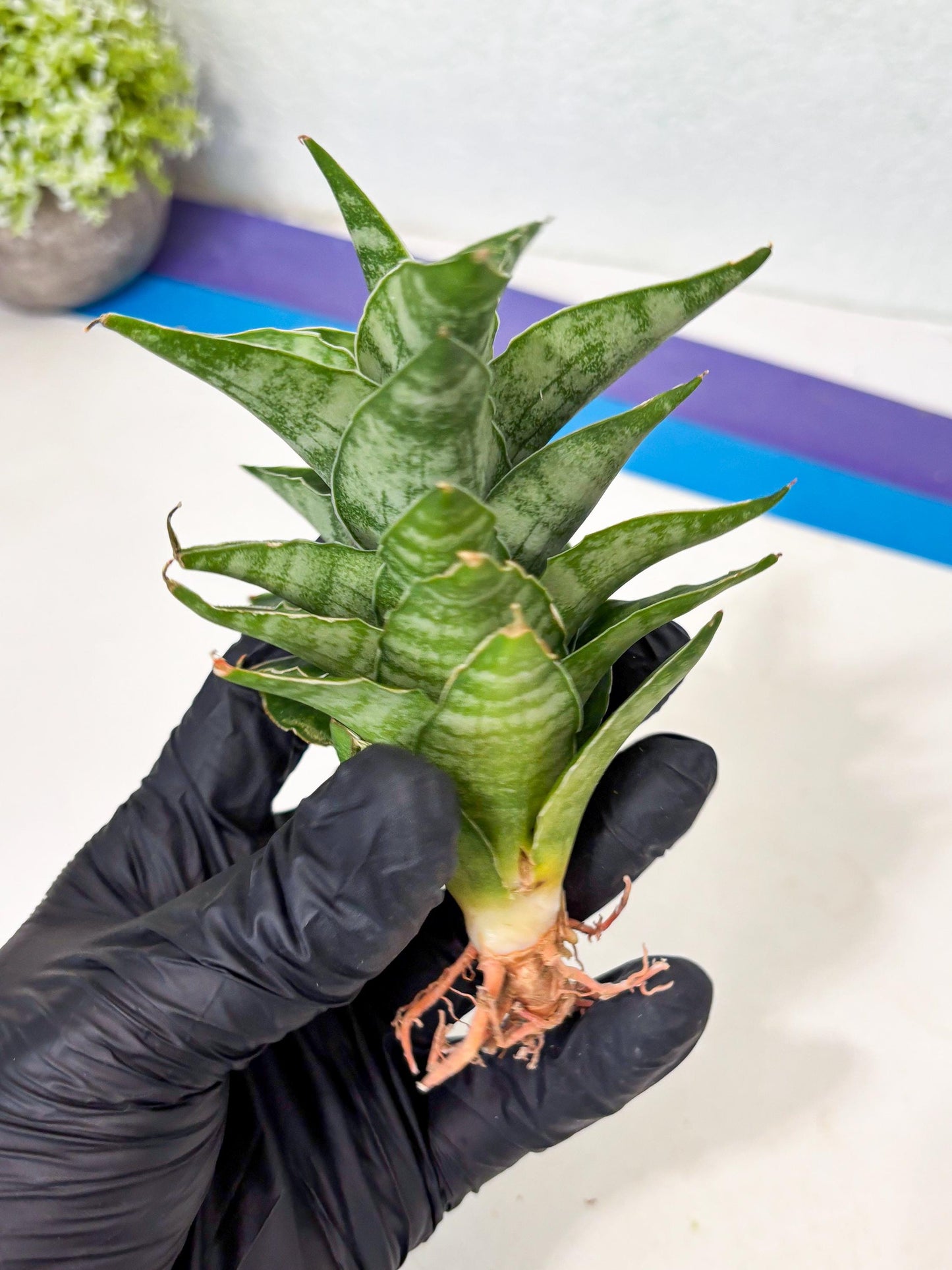 Sansevieria Alabasta (ba6) (11) | Rare Collection