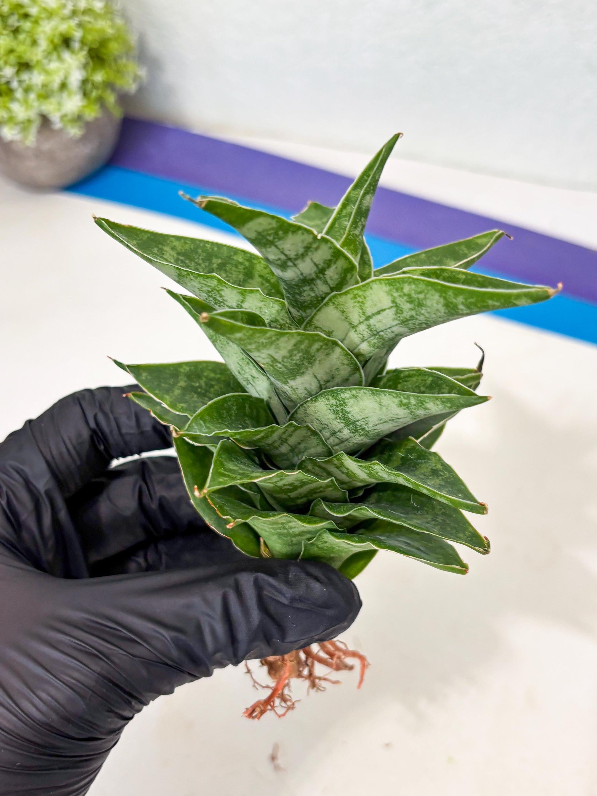 Sansevieria Alabasta (ba6) (11) | Rare Collection