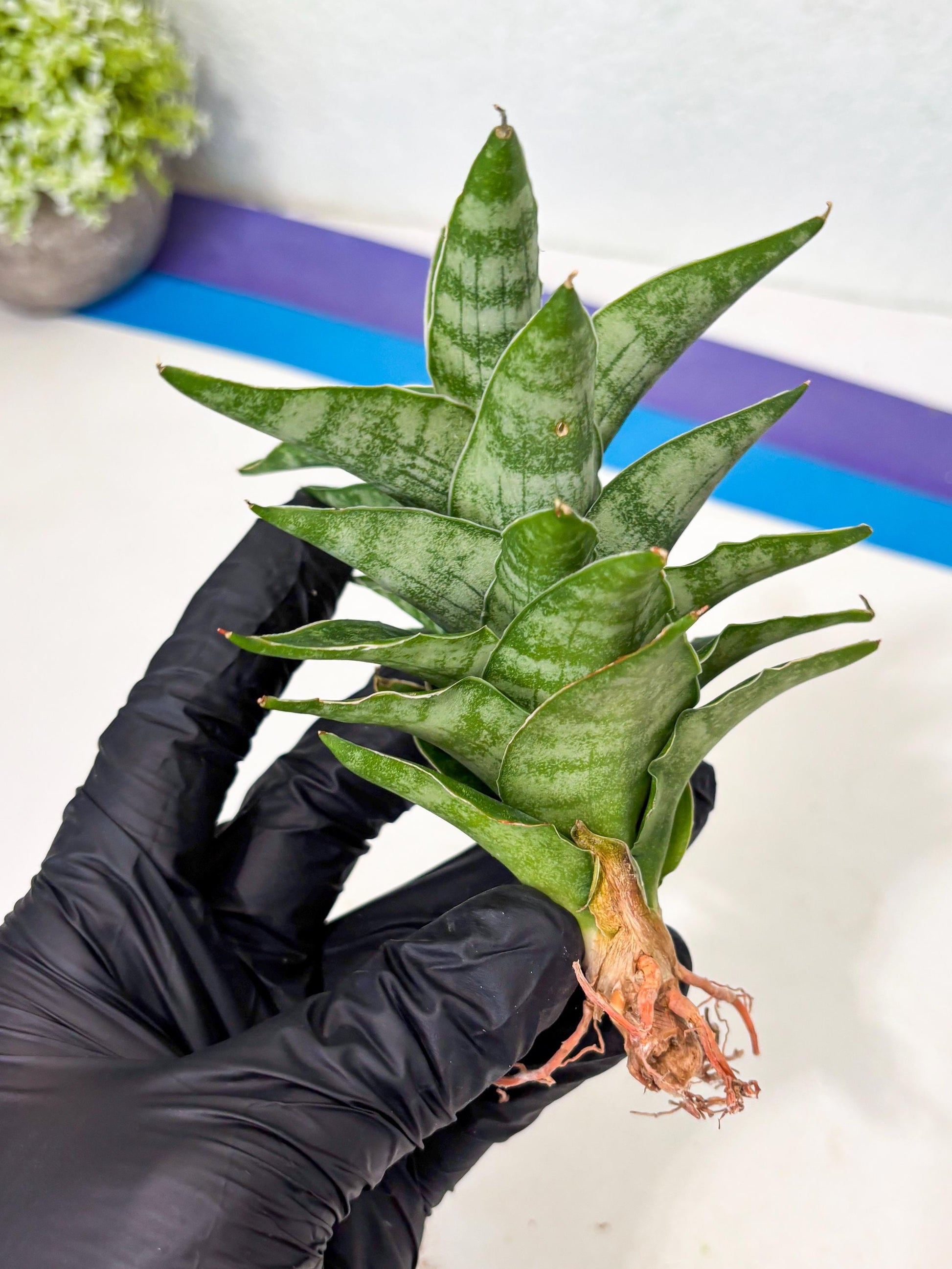 Sansevieria Alabasta (ba6) (11) | Rare Collection
