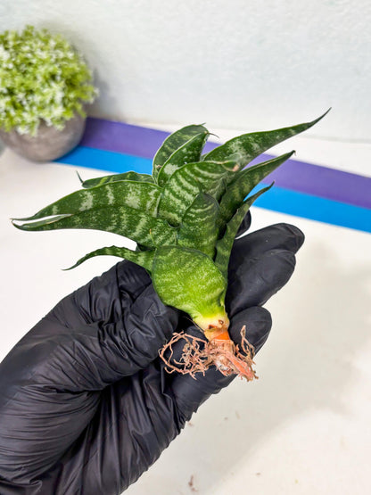 Sansevieria Kraden (ba6) (12) | Rare Collection
