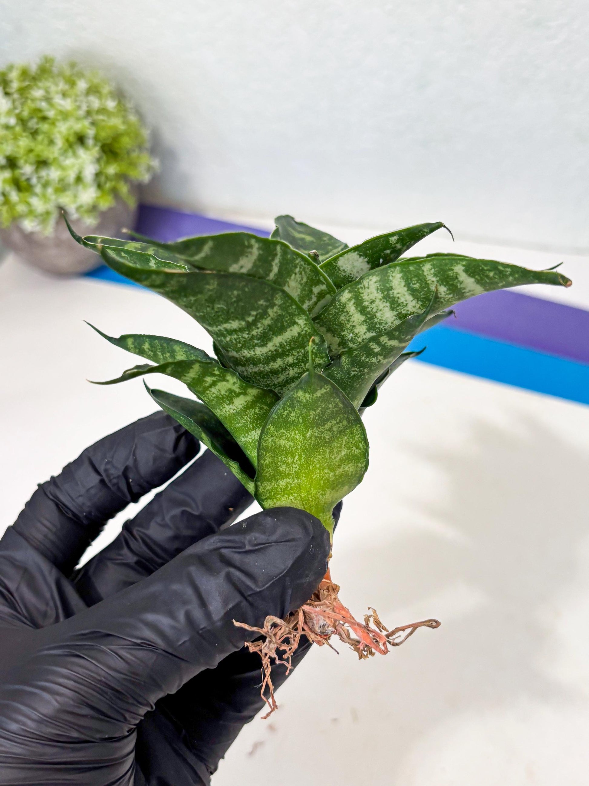 Sansevieria Kraden (ba6) (12) | Rare Collection