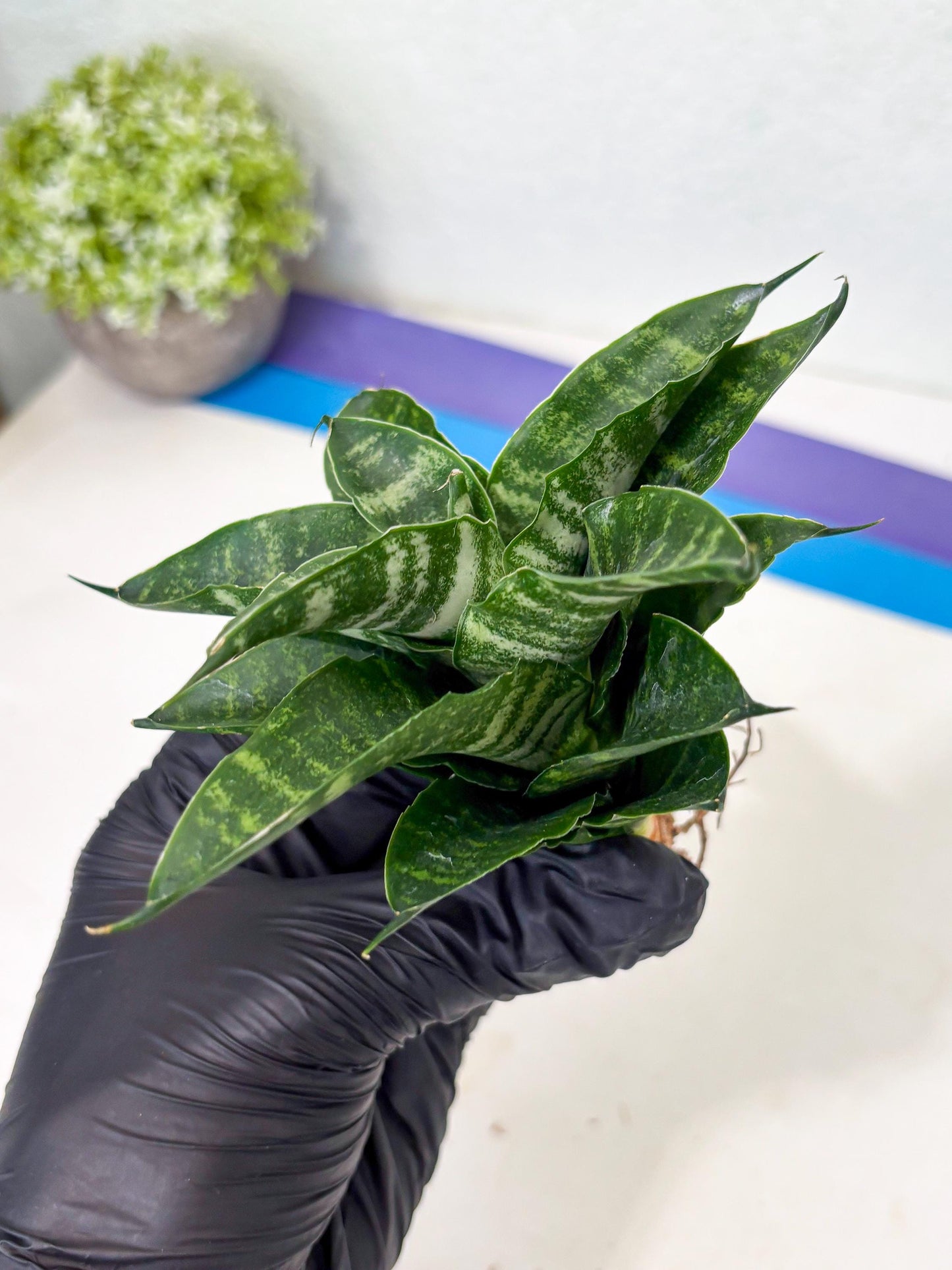 Sansevieria Kraden (ba6) (12) | Rare Collection