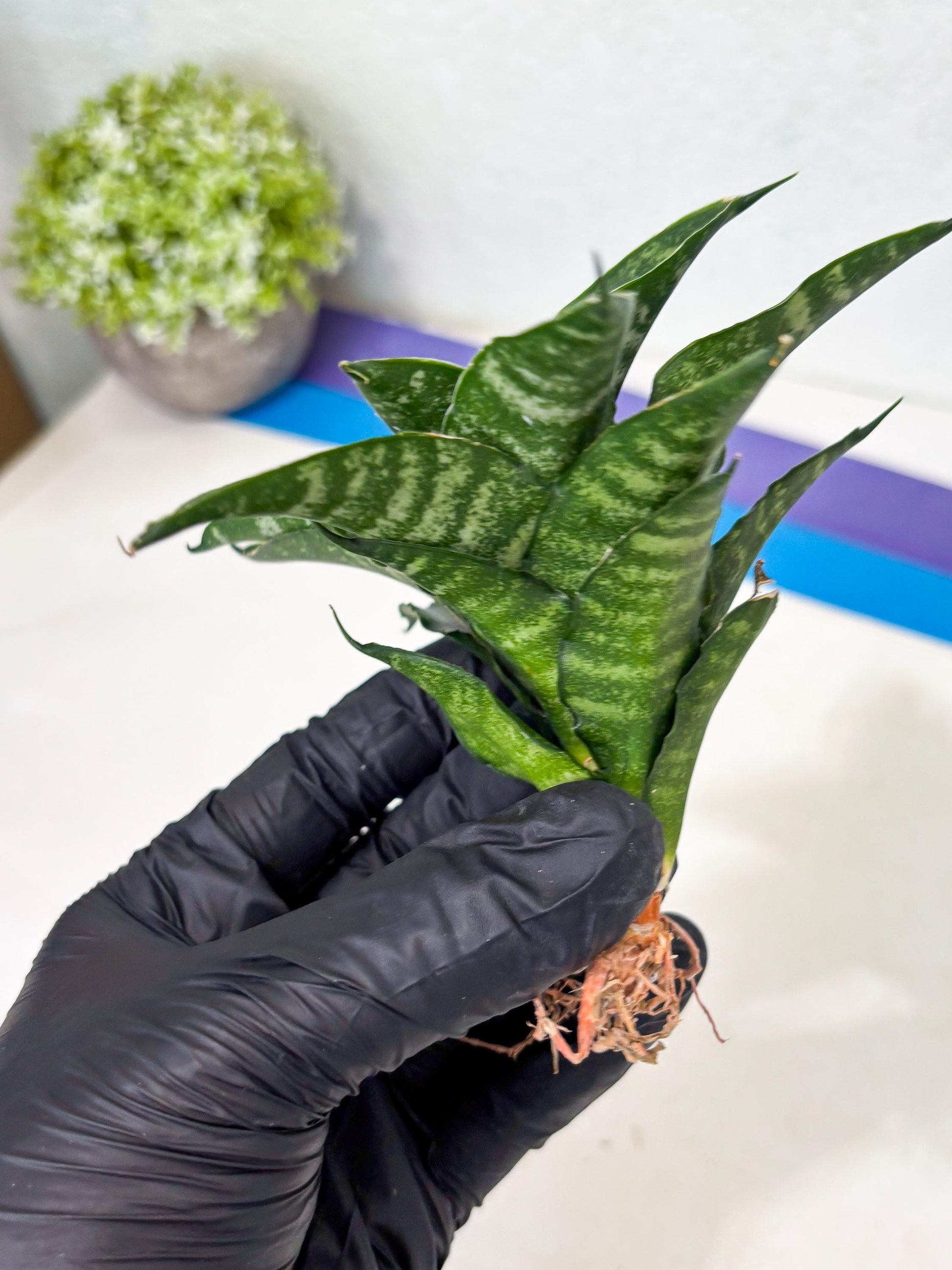Sansevieria Kraden (ba6) (12) | Rare Collection